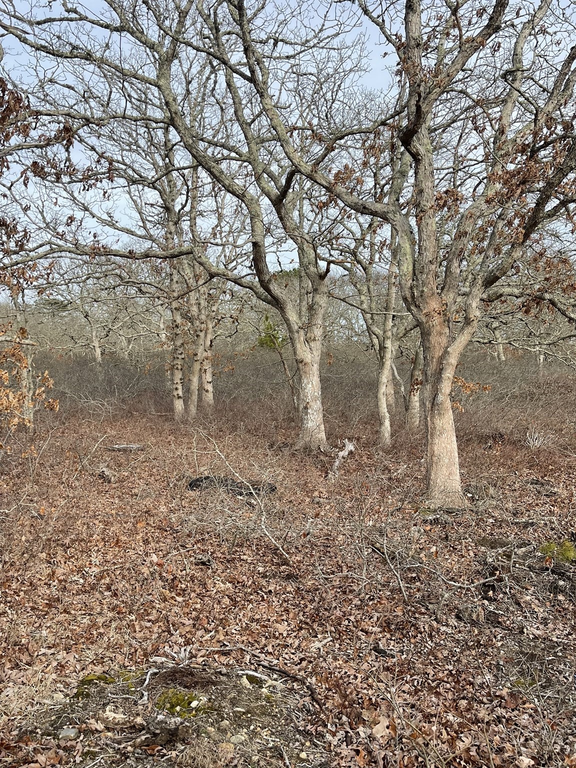 Terreno de 0 habitaciones en 22 Bramble Path, West Tisbury