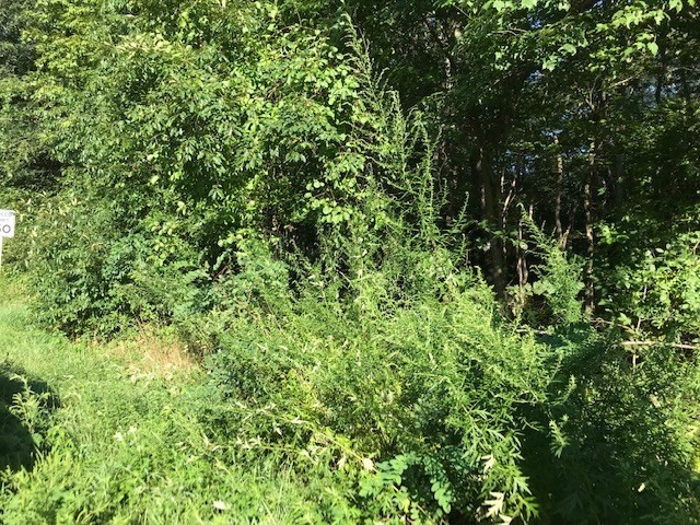 0-bed Land at 145 Winthrop St, Rehoboth